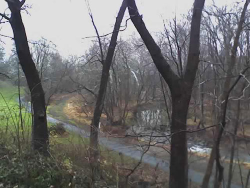 A view from the back yard