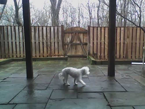 The back yard