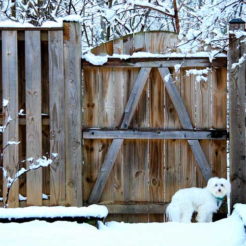 Dog, Snow and Gate
