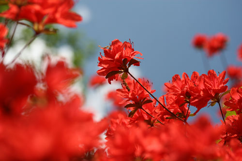 National Arboretum