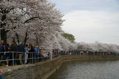 2007 National Cherry Blossom Festival
