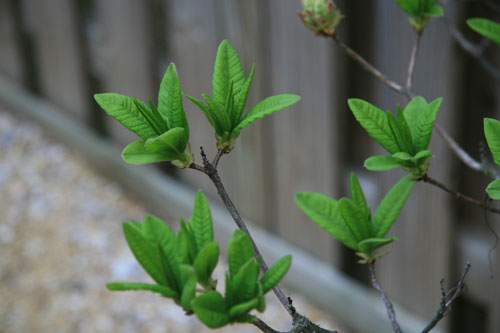 Plant in the backyard