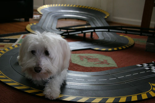 Dog track