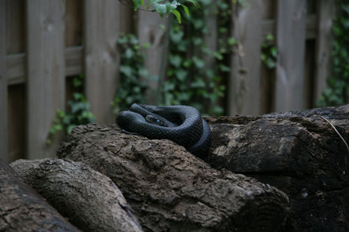 Snake