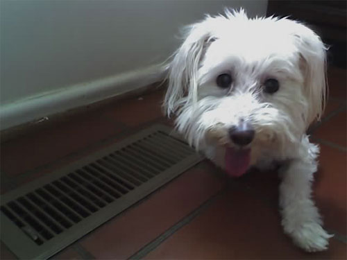Dog with AC