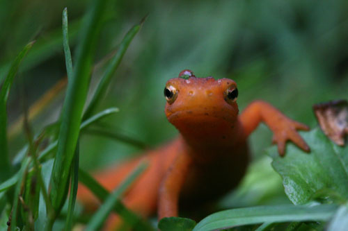 A Red Newt