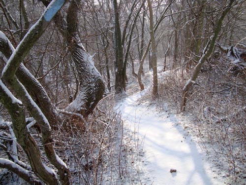 Snowy Trail