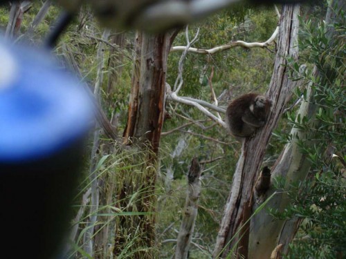 Koala at Eagel Park