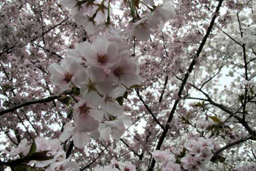 National Cherry Blossom Festival